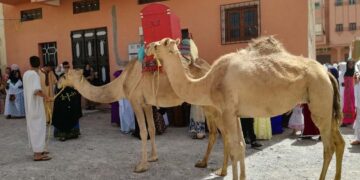 פסטיבלי מרוקו