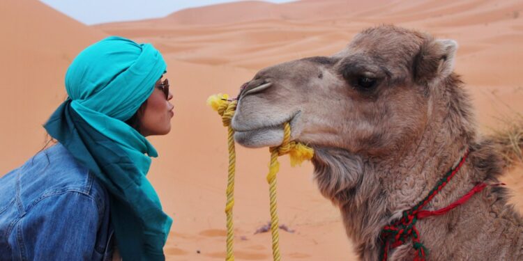 dromedario marruecos