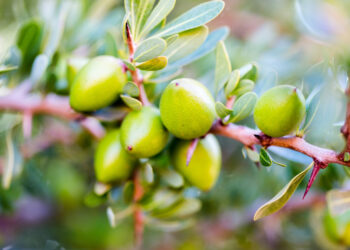 모로코 아르간 오일
