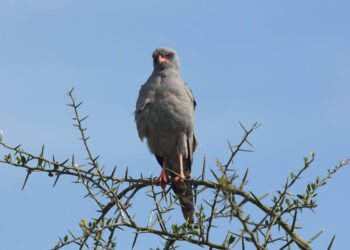 צפרות מרוקו