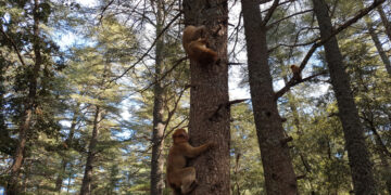 Flora og fauna i Marokko