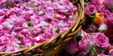 Pesta Mawar Kelaa M'Gouna