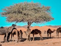Viaje de 5 Días al Desierto del Sáhara desde Ouarzazate