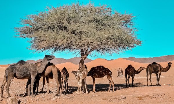 Viaje de 5 Días al Desierto del Sáhara desde Ouarzazate